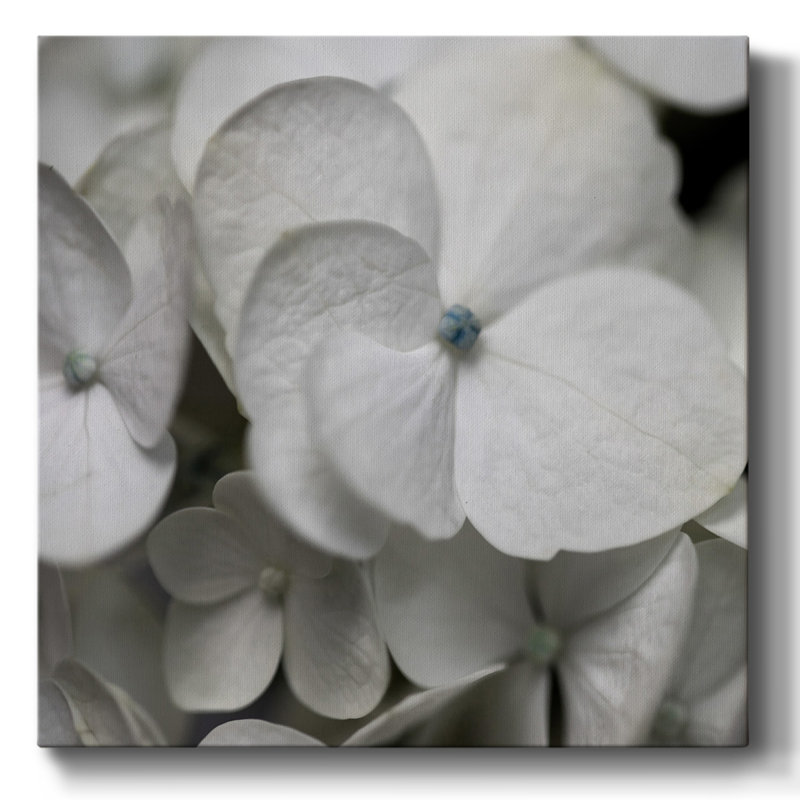 Hydrangea II sur toile, H 16 po x l 16 po x P 1,5 po