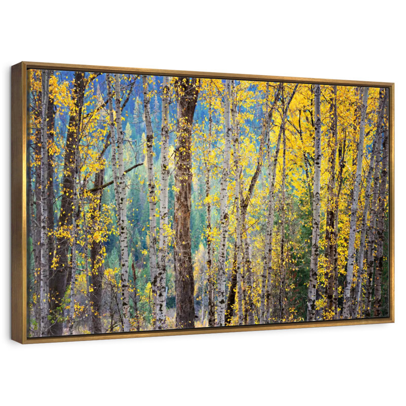 Kootenay Fall II, Cadre flottant doré, 37 po x 25 po
