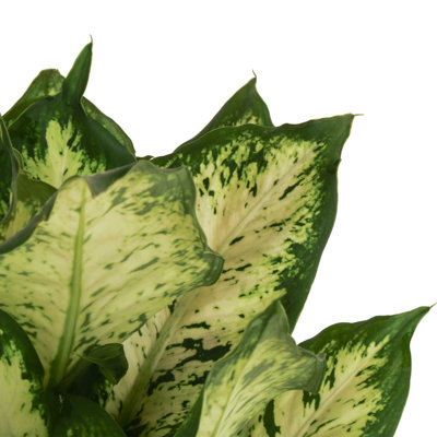 Costa Farms Dieffenbachia Plant in Planter & Reviews | Perigold