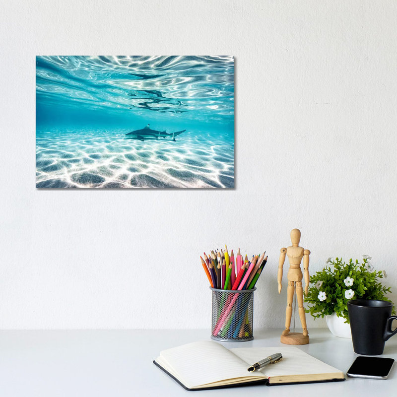 Underwater Reef Shark Shallow Water by James Vodicka - Wrapped Canvas Gallery-Wrapped Canvas Giclée, 20.32cm H x 30.48cm W