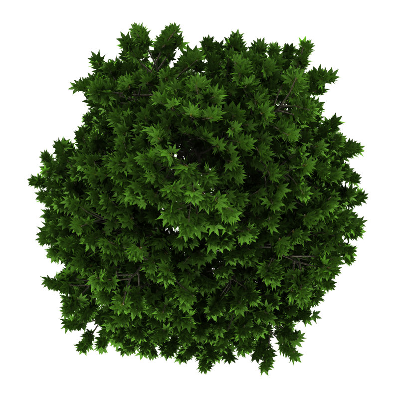 Arbre - photographie sur toile tendue, H 12 po x l 12 po