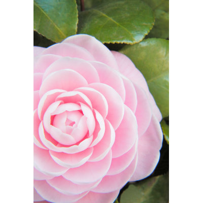 " Camellia "