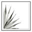 Agave II Print by Jess Engle-48615490-48615491