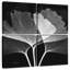 Harnek Ginkgo BW-109039807