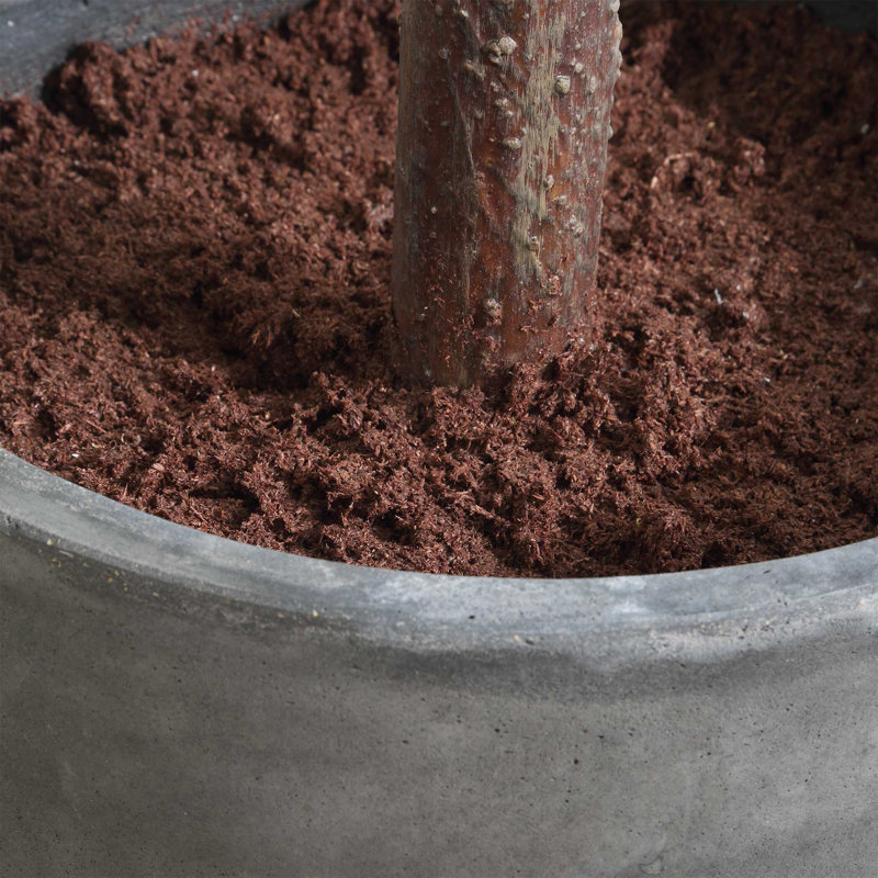 Figuier en pot Uttermost Eden