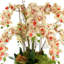 Orchidées disposées dans un pot en fibre de pierre-1318174818