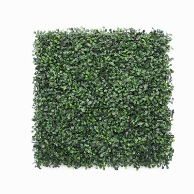 Plante Dicha 40