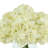 Hydrangeas in Glass Vase-689546742