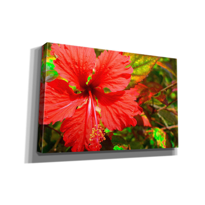 Red Hibiscus par Don Spears - reproduction d'art sur toile tendue, H 26 po x l 40 po x P 1,5 po