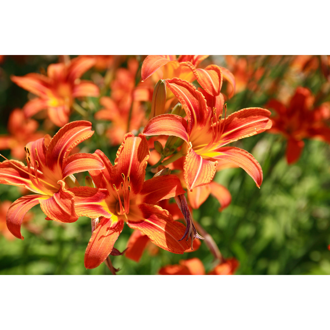 Leinwandbild Orange Lilies von Kvkirillov