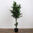 Primrue Potted Olive Tree