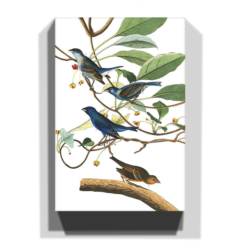 John Audubon - Wrapped Canvas Painting, 100cm H x 70cm W