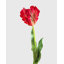 Perroquet citron tulipe Real Touch 27 po-287527661