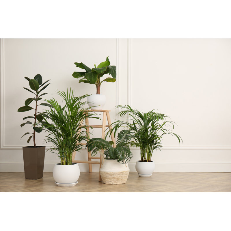 Beautiful Beautiful Plants - Photographie sur toile tendue, H 8 po x l 12 po