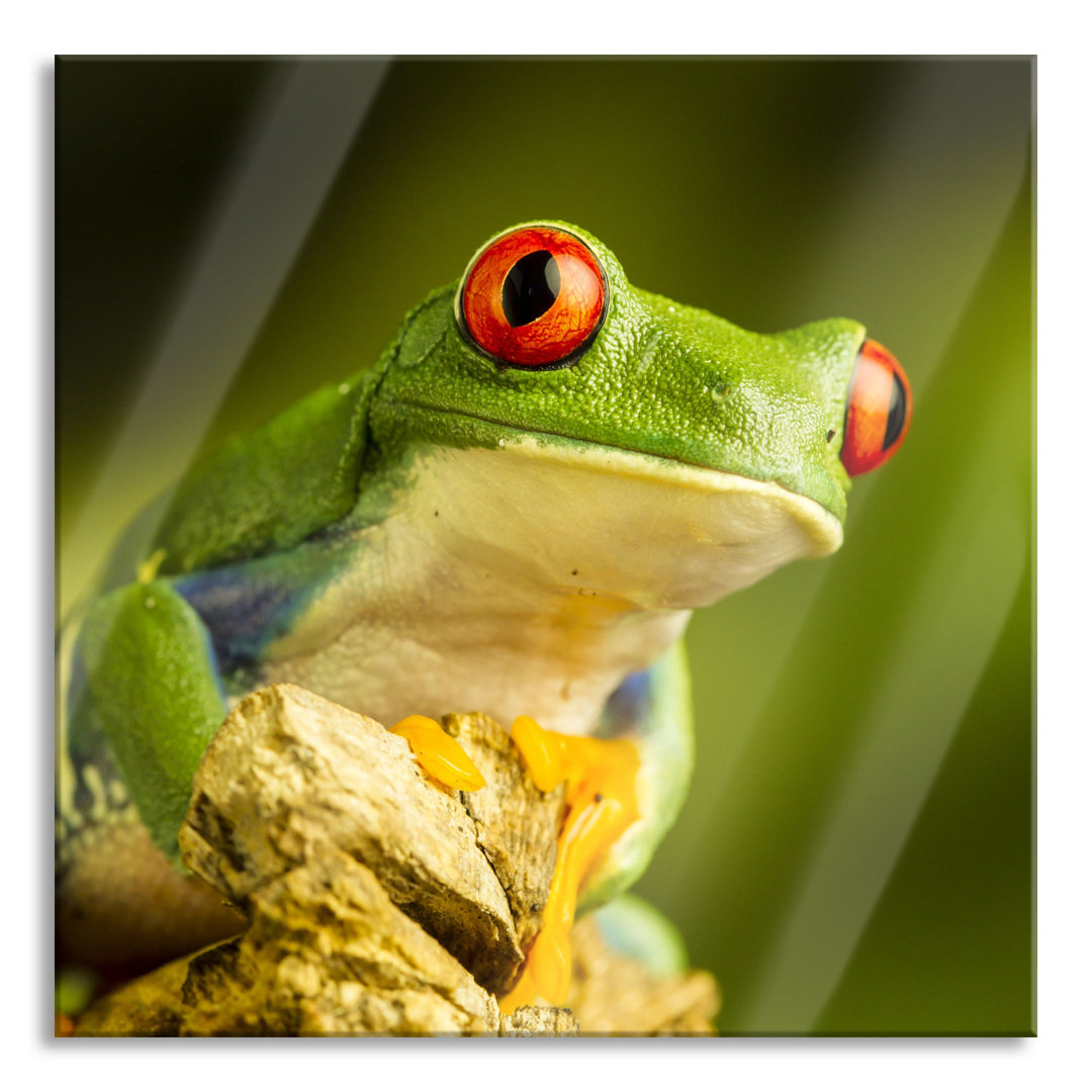 Glasbild Grüner Rotaugen Frosch