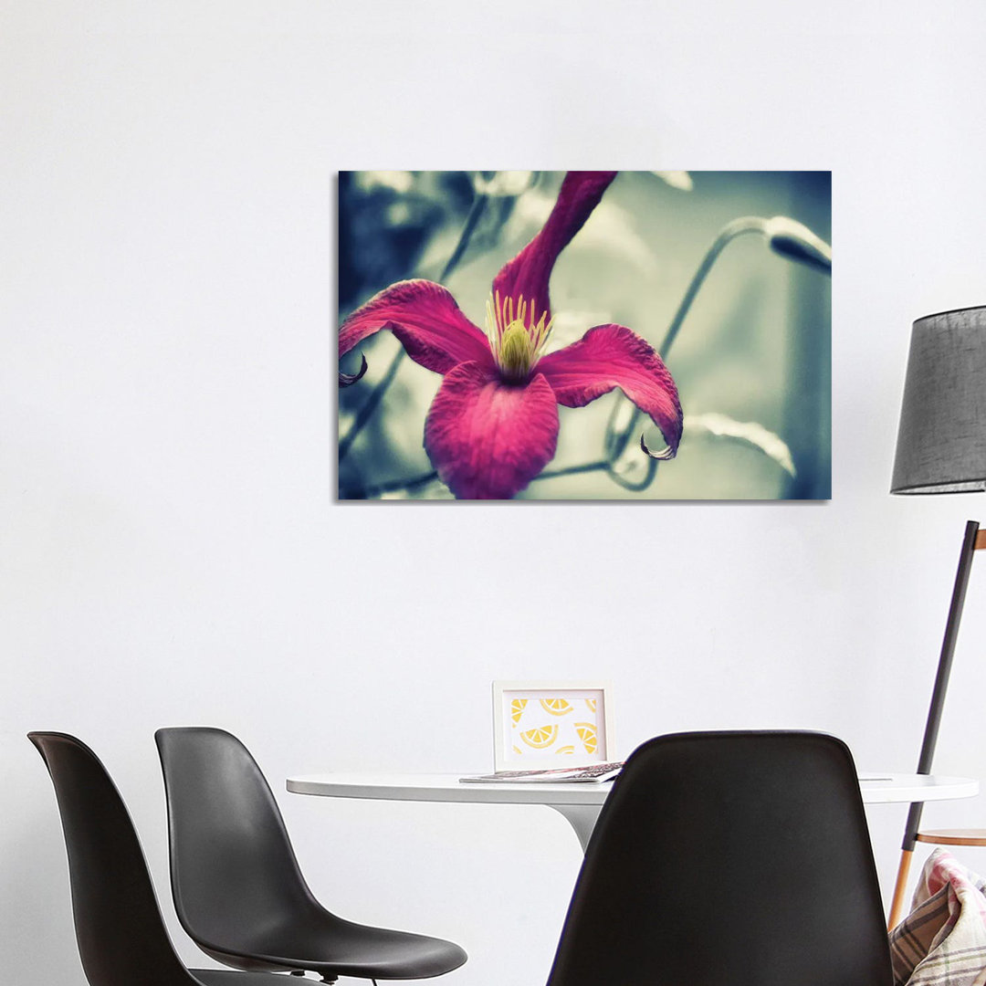 Rosa Clematis, schwarzer & weißer Hintergrund von Savanah Plank - Galerie-verpackte Leinwand Giclée auf Leinwand