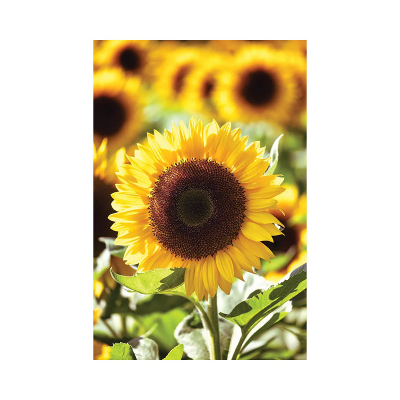 Tournesol de près dans un champ de tournesols par George Oze - Giclée sur toile tendue avec châssis
