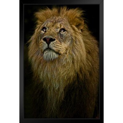 Waiting Lion By Chris Lord Male Lion Mane Lion Posters For Wall Lion Pictures Wall Decor Picture Of Lions African Travel Poster Safari Picture Lions H -  Dakota Fields, EF67493C5A2B492A93A72E0F5D493257