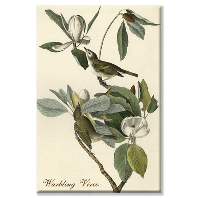 " Warbling Vireo " by James Audubon