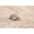 SMALL SEA TURTLE