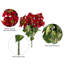 18 po poinsettia rouge et buisson de feuilles.