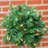 Christmas Decorative Accent