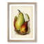 A Vintage Illustration of Pears - Framed Print-55629335-55629337