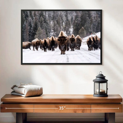 Bison Herd In Winter