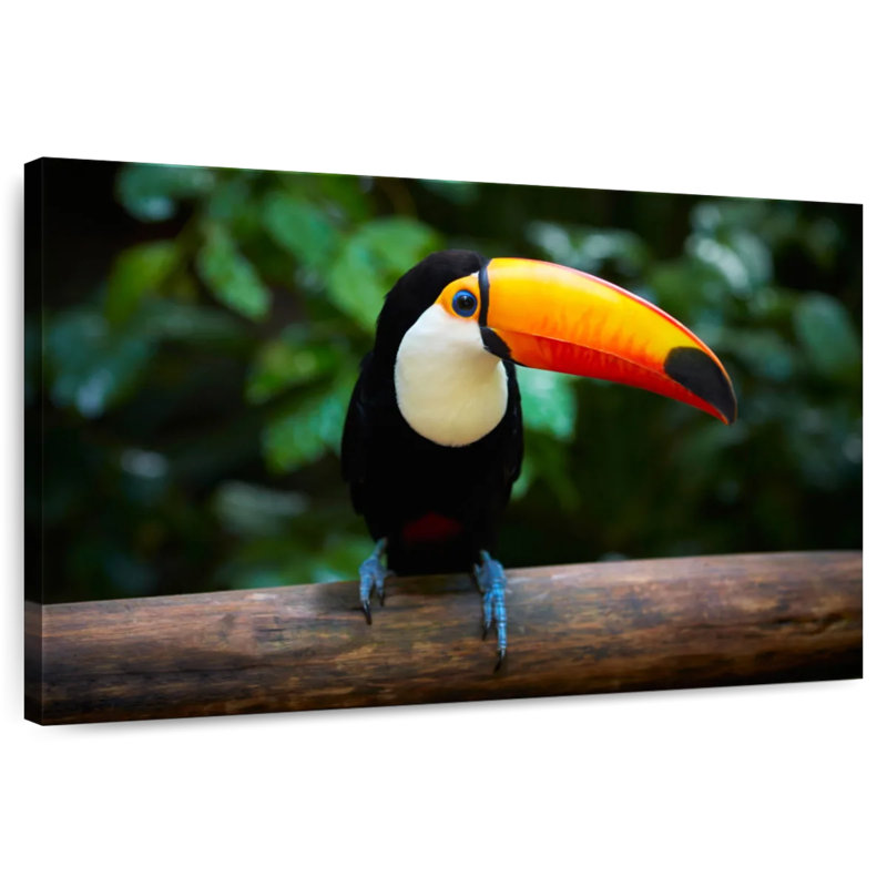 Brampt Brazilian Toucan, 32" H x 48" W