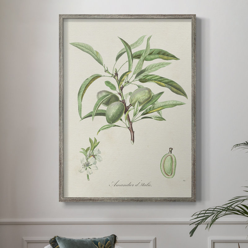 Antique Ammond Botanical III, reproduction encadrée - bois massif, H 30 po x l 24 po