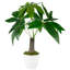20 plantes