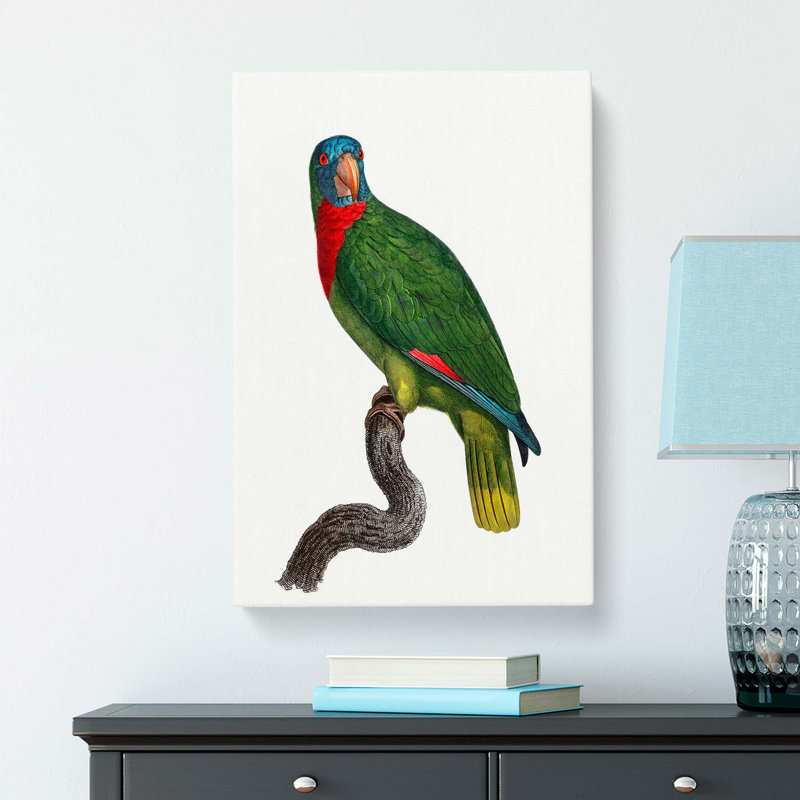 Amazon Parrot by F. Levaillant - Wrapped Canvas, 50cm H x 35cm W x 3cm D
