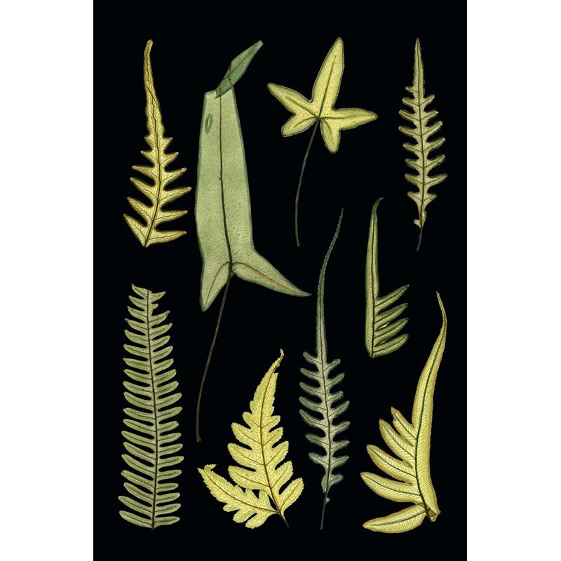 Ferns On Black IV - Wrapped Canvas Painting, 30cm H x 20cm W