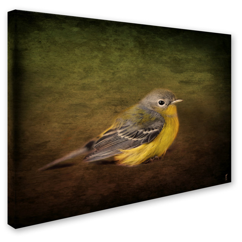 «Baby Warbler» de Vidur, impression sur toile tendue, H 24 po x l 32 po
