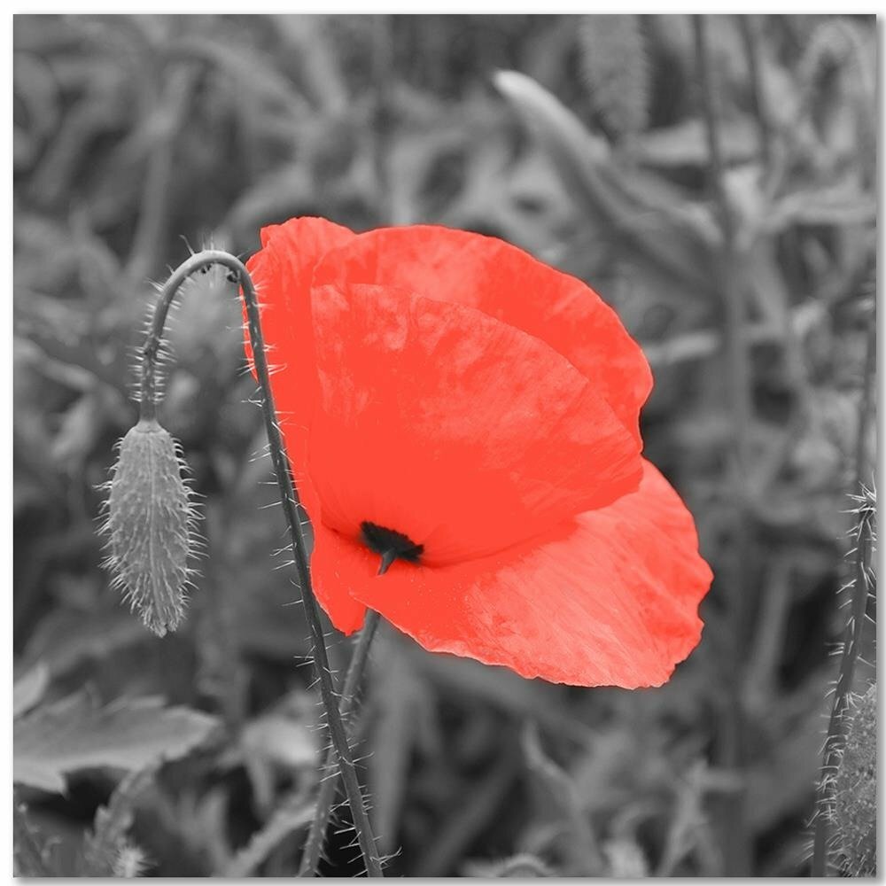 Leinwandbild Red Poppy in Grey