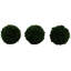 Buis de plantes en faux conserve