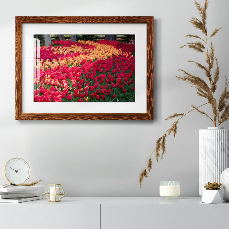 Champ de tulipes II, Érable, H 22 po x l 32 po x P 1,5 po