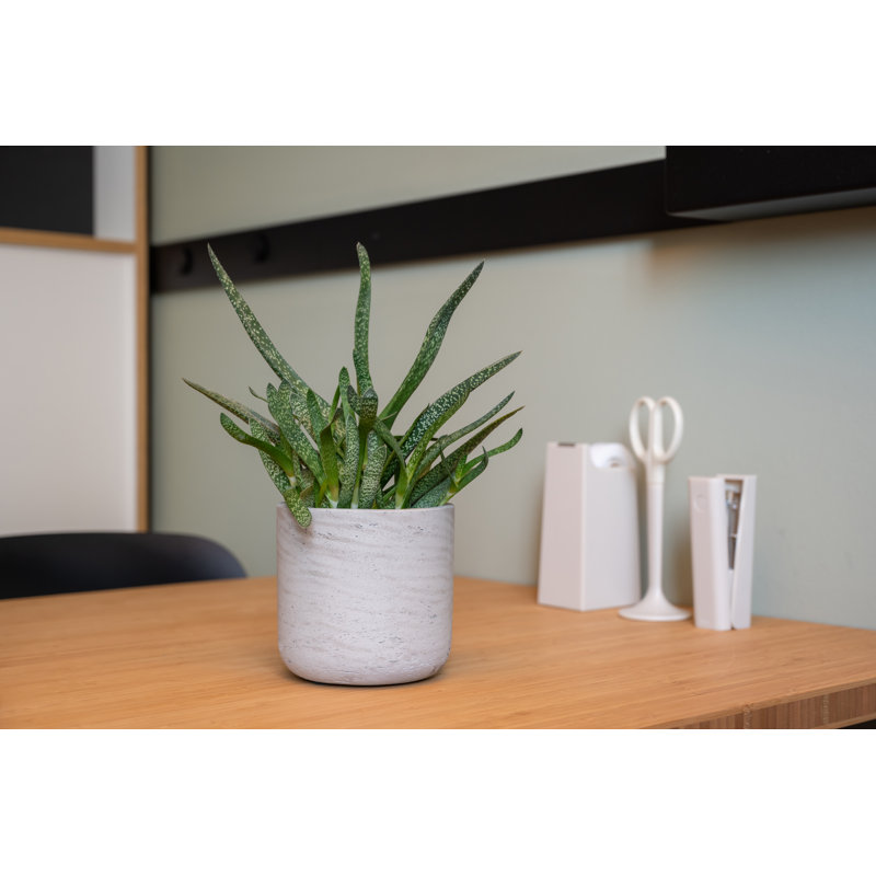 Charlie Charlie, gris délavé, H 4,53 po x l 4,72 po x P 4,72 po, Gris délavé