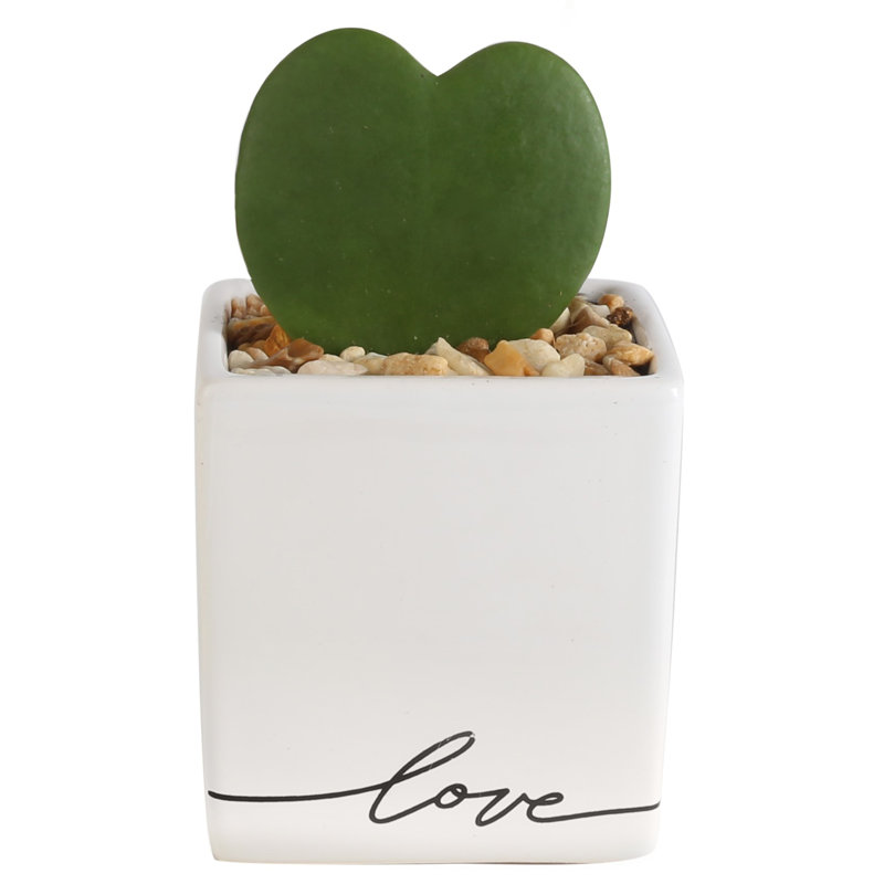 Succulent in Planter