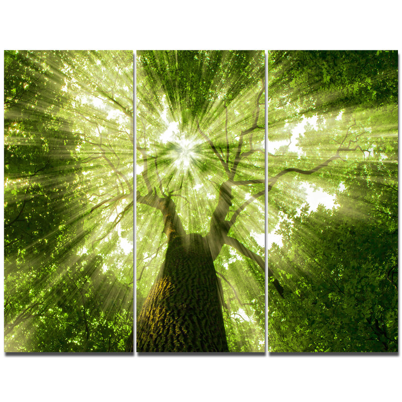 " Sunlight Peeking through Green Tree " 3 Piece Art Print