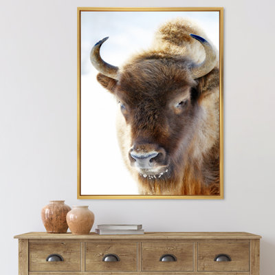 Portrait de bison sauvage - Photographie sur toile
