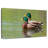 Brampt Mallard Duck Couple-107854949
