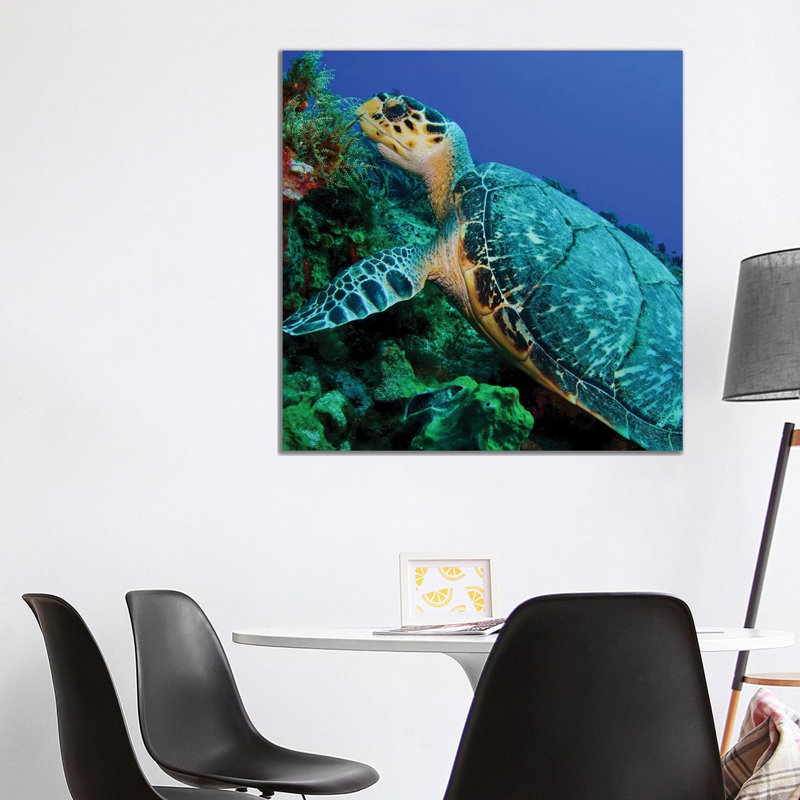A Feeding Hawksbill Sea Turtle In Cozumel, Mexico by Brent Barnes - Wrapped Canvas Print, 93.98 cm H x 93.98 cm W x 1.91 cm D