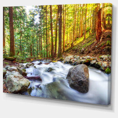 " Creek Flowing Through Forest "