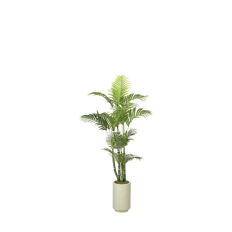 Palmier vert Areca dans un pot à fleurs moyen Rainey