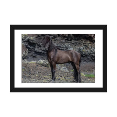 « islandais stallion i », reproduction de photo sur toile tendue