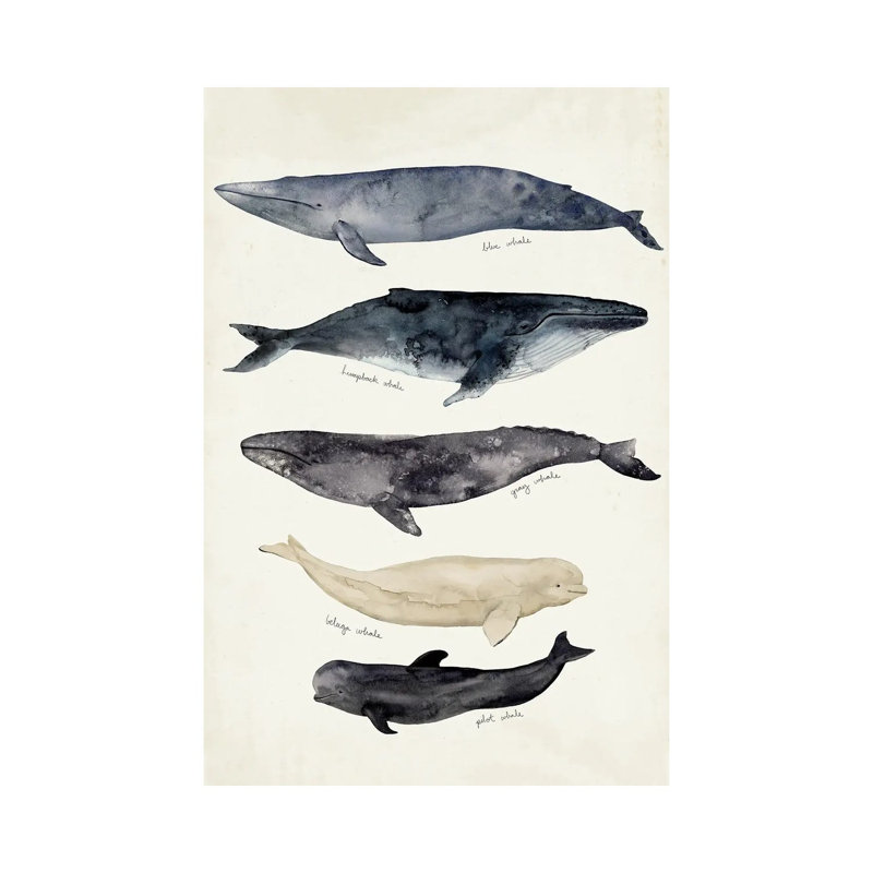 Whale Chart II by Victoria Barnes - Wrapped Canvas Painting, 101.6 cm H x 66.04 cm W x 3.175 cm D