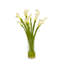CALLA LILY IN CYLINDER