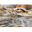 Cleo Cotton Duvet Cover Set-49609038