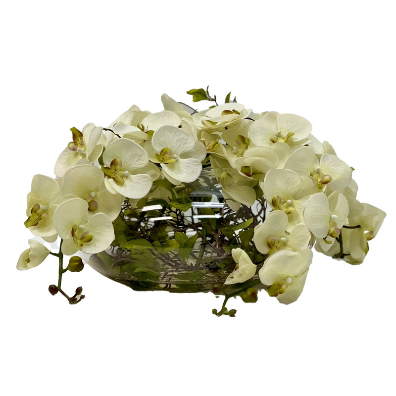 Orchidées enchantées